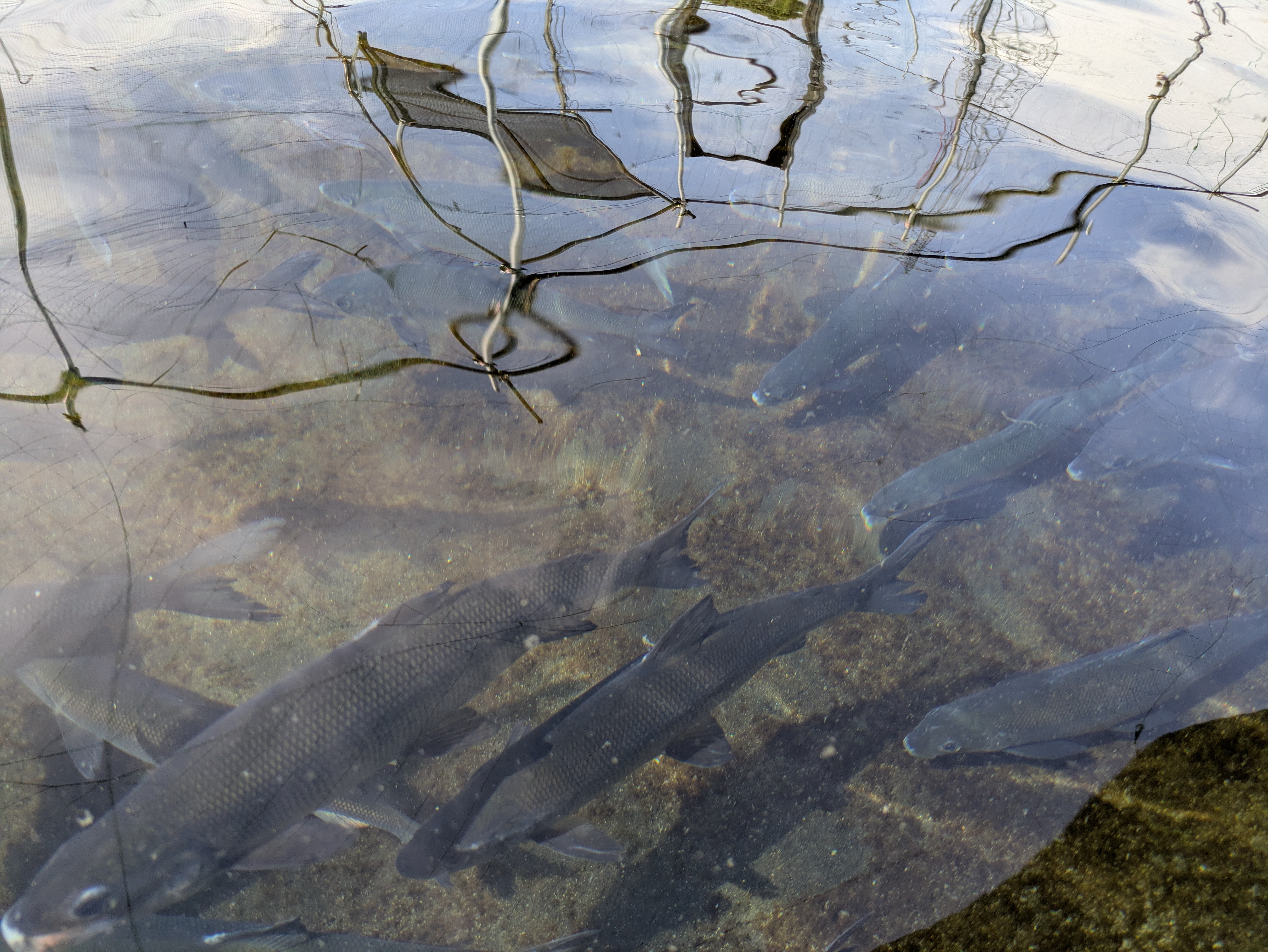 田川浦養魚場の清流を泳ぐシナノユキマス